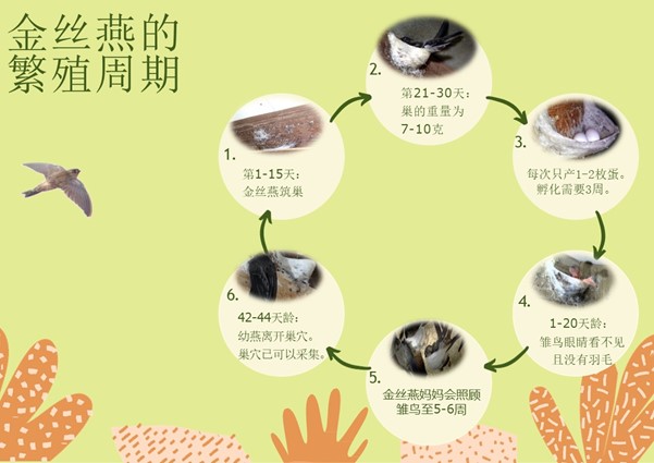 金丝燕的繁殖周期