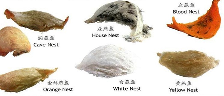 燕窝类型